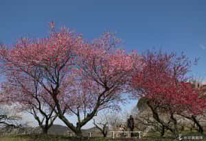 春天賞梅好愜意   日本兵庫縣梅花滿開囉