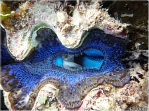 以蛤蜊為師 學太陽能技術！