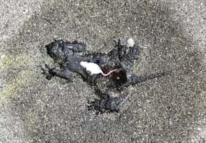 美國鼠患城市榜首芝加哥的最新熱門景點：一個老鼠形狀的洞