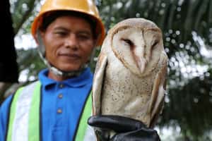 【地球 24小時】02/05  棕櫚園的好幫手