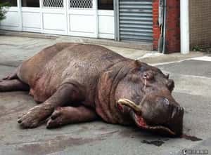 摔車河馬若骨折 恐需安樂死