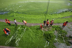 海水浴場變草原  大量海藻湧入青島
