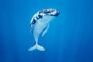 「當牠看進你的眼睛」    德攝影師捕捉座頭鯨懾人之美