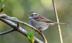 唱膩了來換一下？加拿大白喉帶鵐的流行金曲