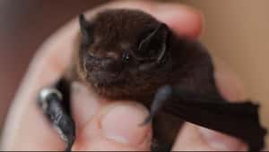 紐西蘭年度鳥兒不是鳥 長尾蝙蝠「大獲全勝」勇奪頭銜