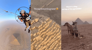 狗狗登山界的超新星誕生：一隻爬上埃及金字塔頂的狗