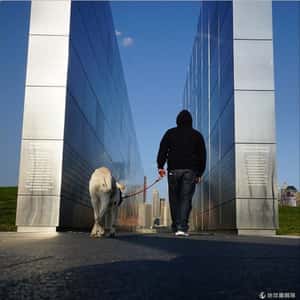 生命尾聲有我陪你   狗兒的臨終旅程