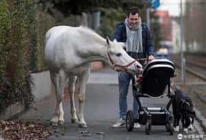 在德國，會自己遛自己的白馬「珍妮」