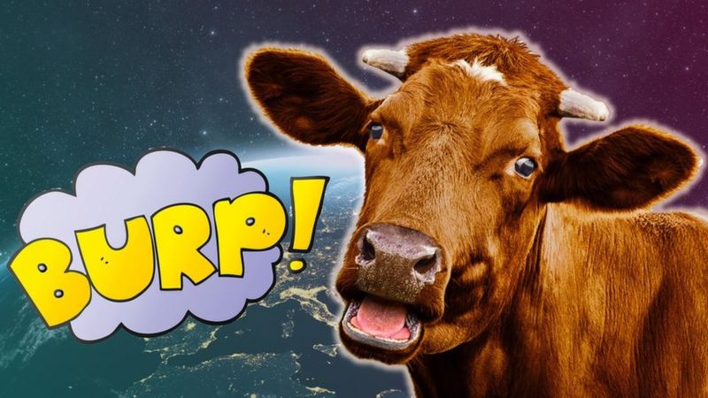 紐西蘭：「預計2025年要對乳牛打嗝放屁徵稅喔。」