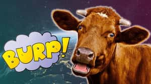 紐西蘭：「預計2025年要對乳牛打嗝放屁徵稅喔。」