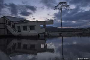 拯救「奇蹟之松」 日本民眾捐款保精神象徵