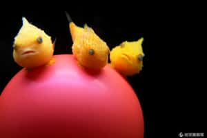 不游泳的魚  靠吸盤「穩住陣腳」的逗趣氣球魚