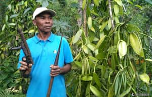 香草小偷出沒  馬達加斯加農夫求自保