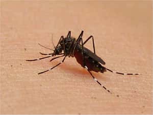 蚊子如何找到人類？科學家終於解開謎題