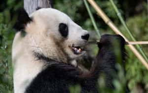 研究：貓熊保育有成，但大型肉食動物消失了