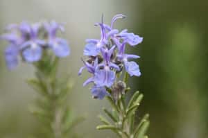 迷迭香的香氣能提升高齡者的記憶力