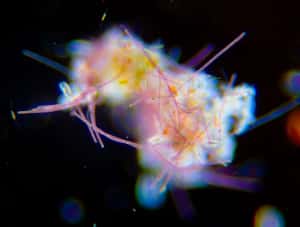 找到世界上最古老的顏色  藍菌化石提煉出的粉紅色