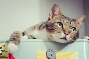 「我痛痛、我要罐罐、我想出門玩」貓語翻譯APP讓你抓住主子的心