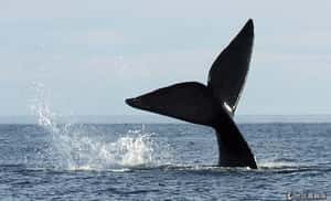 古羅馬人會捕鯨嗎？考古團隊發現新證據