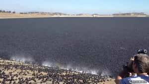 洛杉磯傳出近億顆塑膠球被倒入水庫