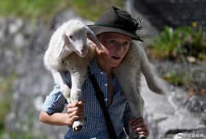 「以羊充數」解決減班危機 法國山區小學讓15隻羊註冊入學