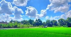 峇里島烏布3種獨特且美麗又免費的旅行方式!