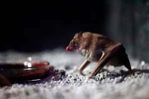 「生病就要隔離」簡單道理吸血蝙蝠早知道