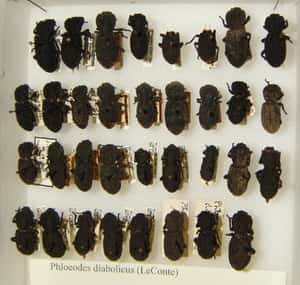 汽車輾過牠不怕  「惡魔鐵甲蟲」堅若磐石之謎