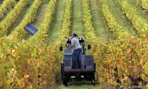 邊玩邊賺一桶金？沉浸式練習英語？ 破解澳洲打工度假迷思