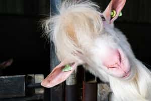 「老闆，你有發現會議室多了一隻羊嗎？」 英國農場荒謬服務大爆紅