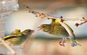 喇叭聲讓黃鶯「路怒症」發作？研究：交通噪音會使鳥類進入戰鬥模式