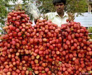 印度致命怪病  兇手是荔枝