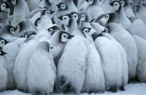 平安成長的空間遭暖化剝奪　研究：去年近萬隻皇帝企鵝寶寶因冰層崩塌死亡