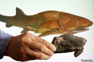 4.19 億年前「初始全頜魚」化石，揭演化消失環節