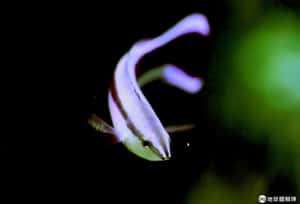 研究：給魚照鏡子，牠認得出是自己