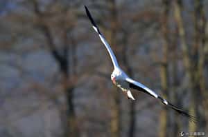 叫聲像刮洗衣板 世界侯鳥日細數珍奇侯鳥
