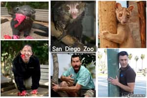 澳保育員掀全球熱潮   100%動物激似照