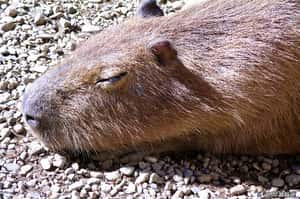 好想跟牠們一樣！日本水豚整日泡湯懶洋洋