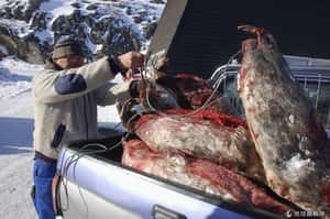 不敵大環境轉變  挪威小鎮向狩獵海豹說再見