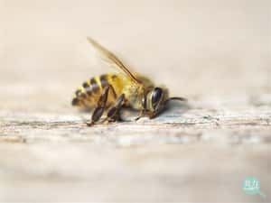 一個冬天過去，500億蜜蜂死亡！全球正在流行熱潮上的杏仁奶該負最大責任？