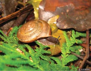 挺婚姻平權  台灣學者將蝸牛命名「彩虹」