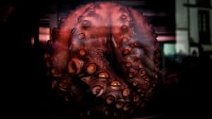 牠真聰明 科學家發現章魚與人類大腦的相似之處