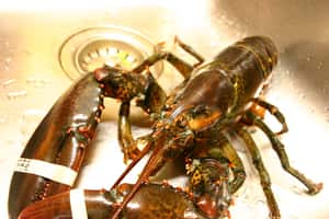 加拿大素食者花上萬元送龍蝦回大海  網友：看完更想吃