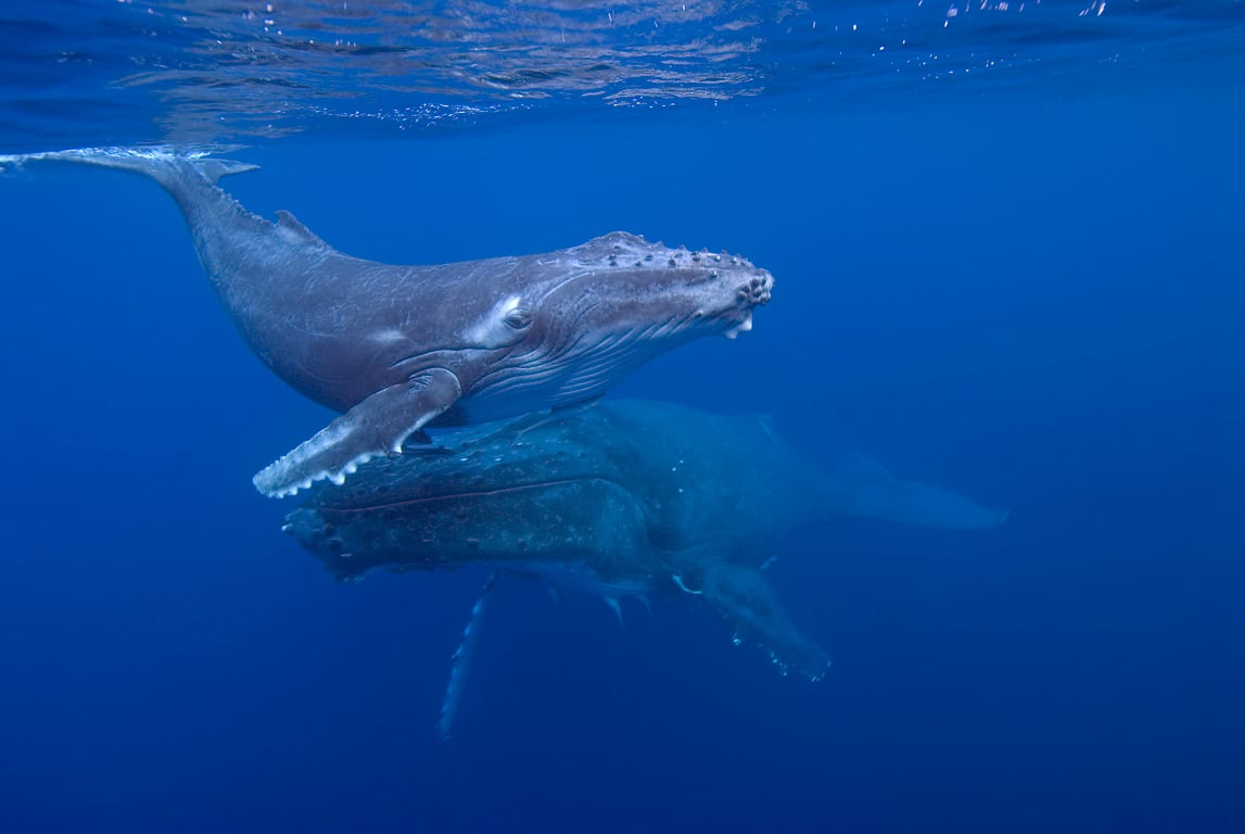 揭開鯨魚之歌的秘密！新研究：人類船隻的噪音，可能埋沒鯨魚的千言萬語