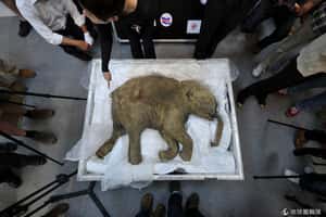 保存萬年鮮血出土   長毛象複製有望