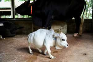 孟加拉小牛只有51公分高 爭取全球最矮寶座