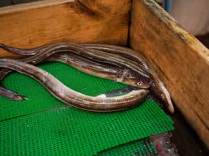 台灣鰻苗走私如「洗錢」 日本人關切