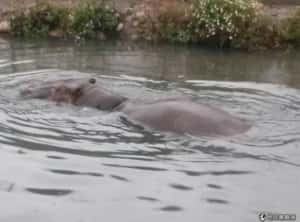 阿河移入魚池療養 業者接手治療