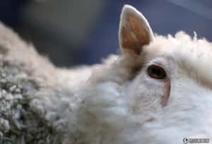 經濟好轉人人愛吃高品牛   中韓聯手最大複製動物工廠因應需求