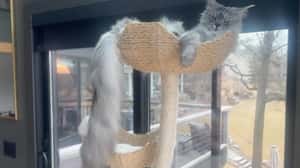 金氏世界紀錄尾巴最長的貓！緬因貓帕斯利尾巴長達46.99公分　飼主：每天都被打臉